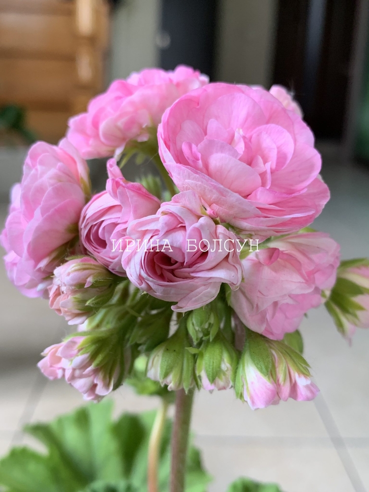 Пеларгония Таира Крымская роза