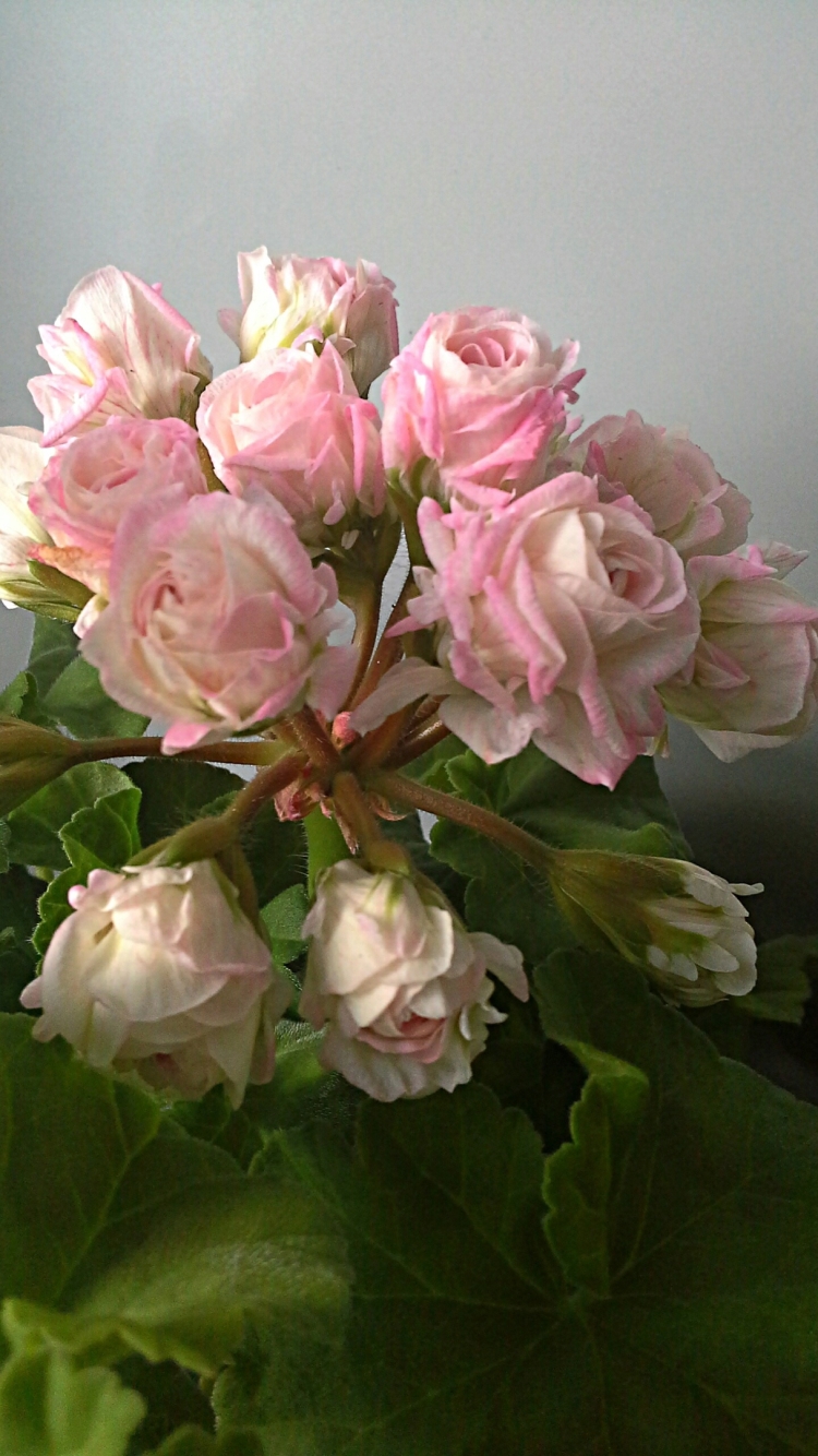 Ю Царская невеста пеларгония купить