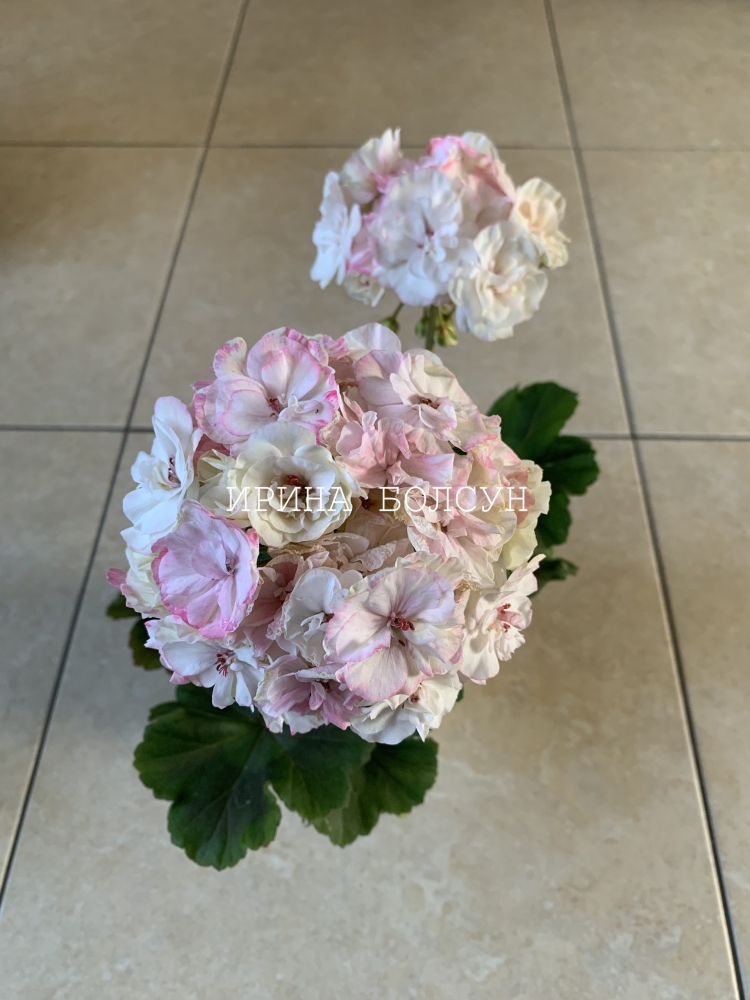 Юзис Фрида пеларгония