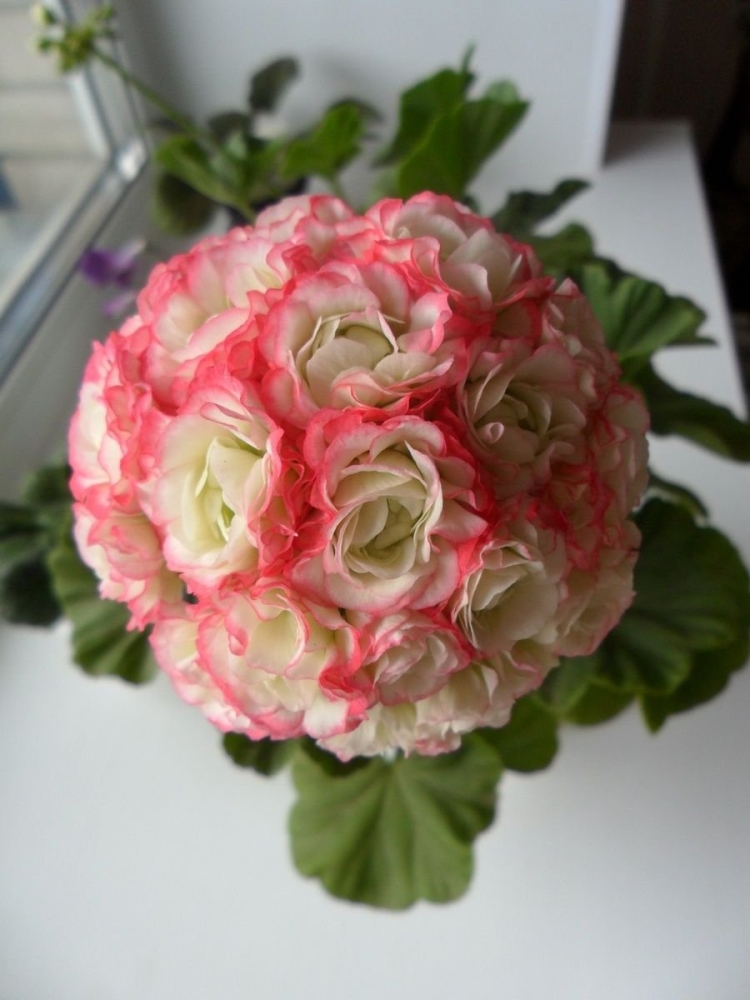 Пеларгония Appleblossom Rosebud