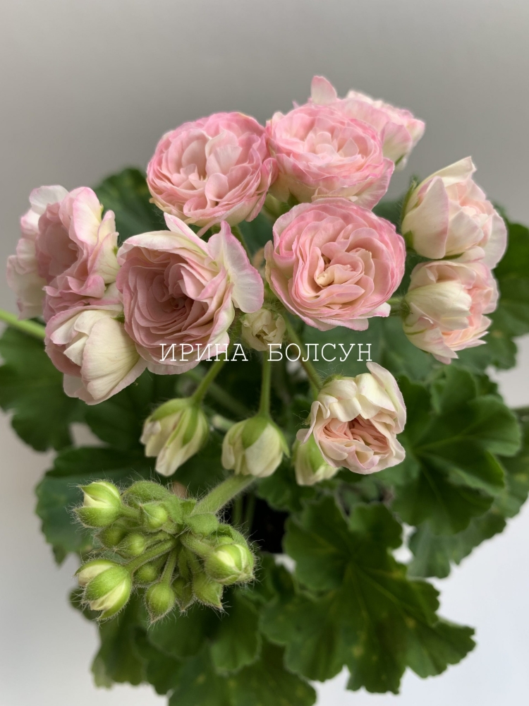 Пеларгония Купидон