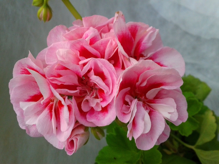 Юзис Фрида пеларгония