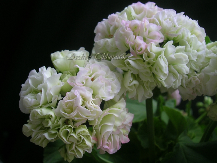 АТ Жанна пеларгония