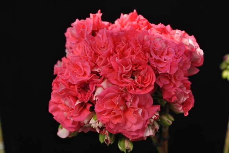 Пеларгония Лара Андре