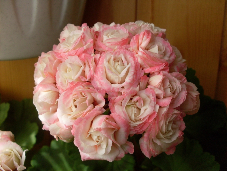 Герань Denise Sutarve