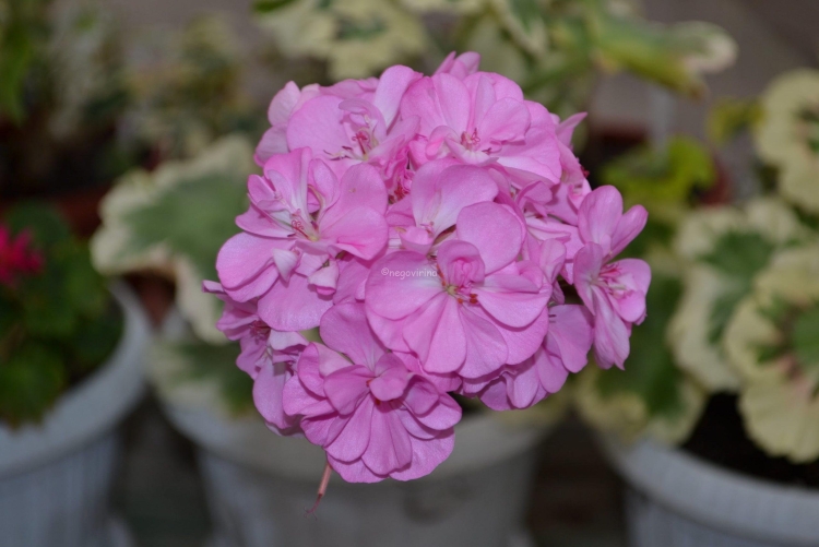 Сорт пеларгонии Nettlestone