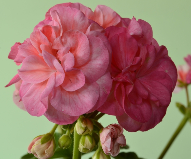 Пеларгония Bold Ann