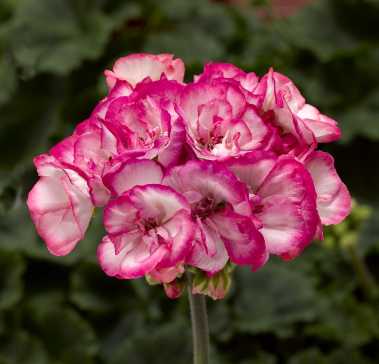Пеларгония Ice Rose