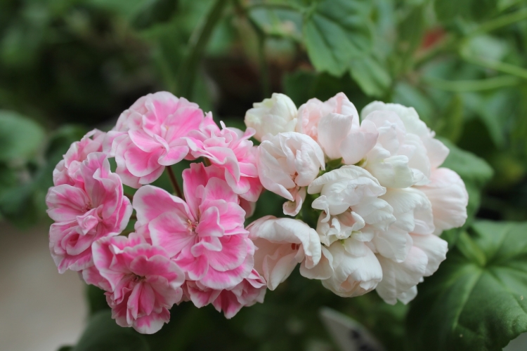 Пеларгония св Умба