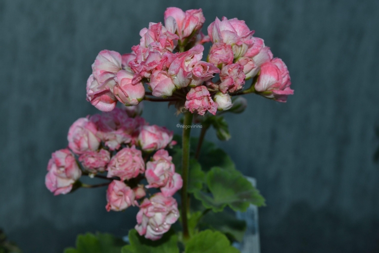 Пеларгония Sutarves Sava