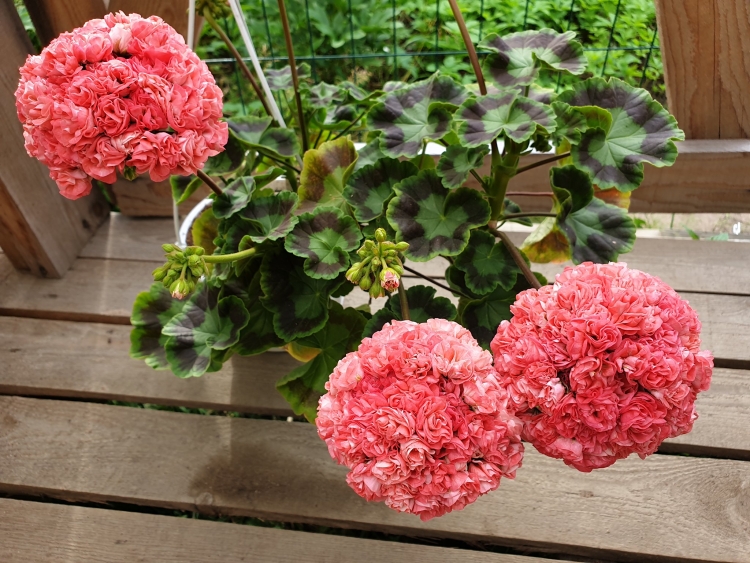 Пеларгония Персей