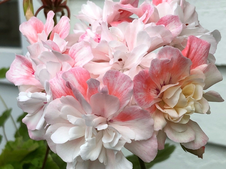 Cara Mia пеларгония