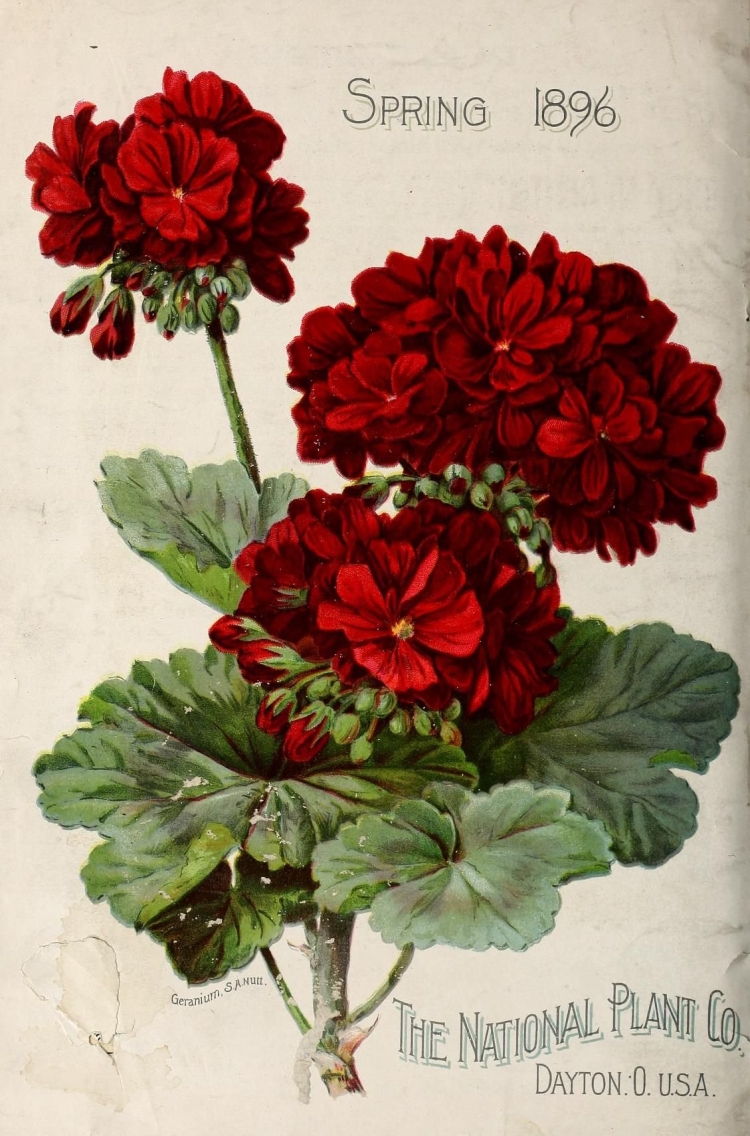 Ботаническая живопись герань