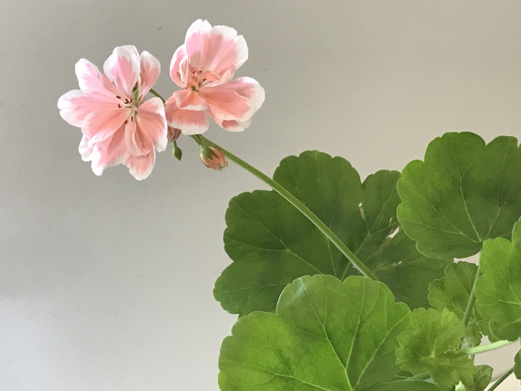 Пеларгония Натали