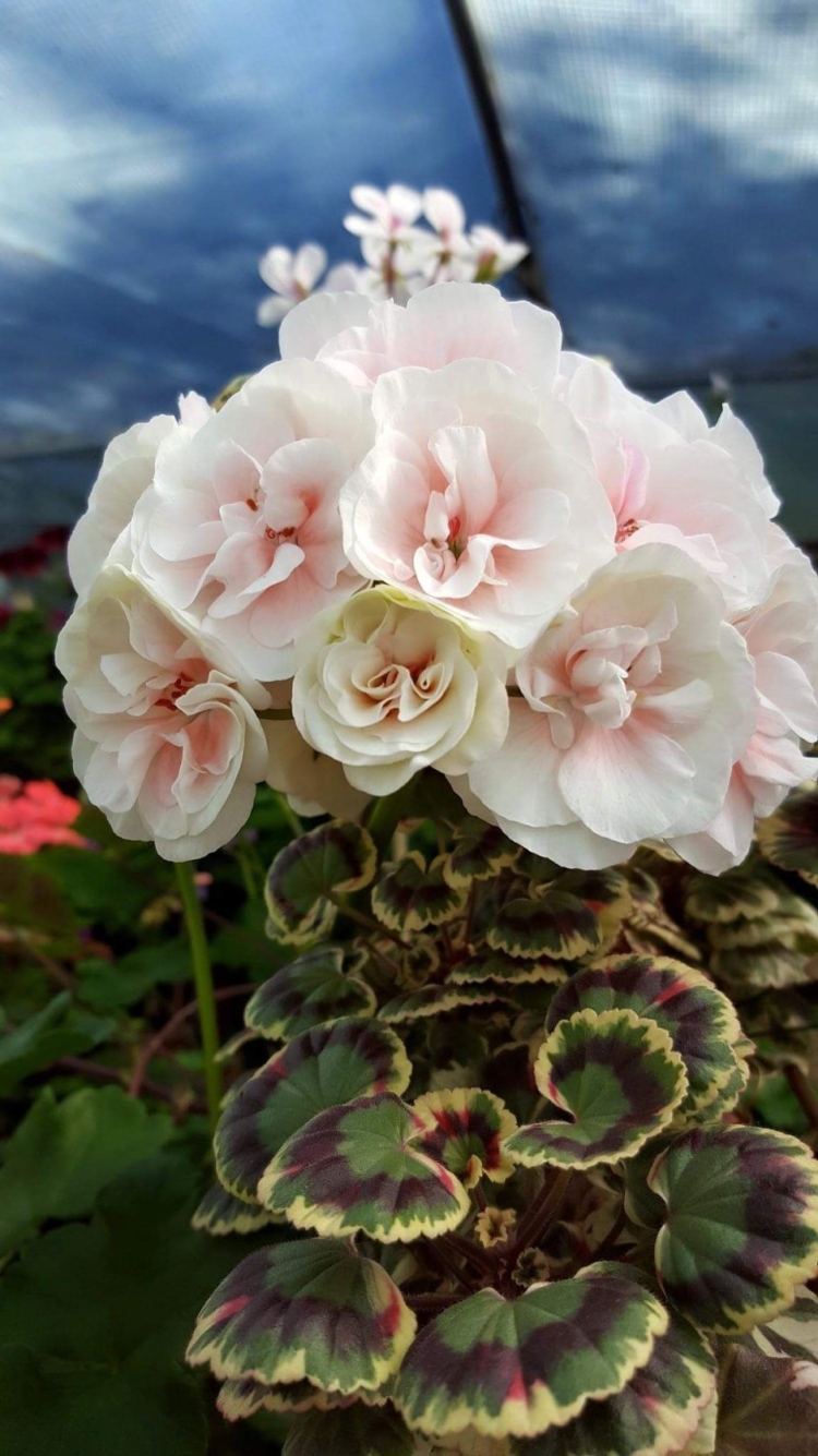 Пеларгония Северное сияние