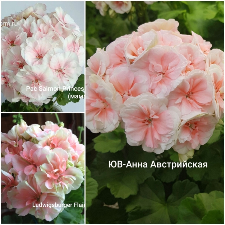 ЮВ Купидон пеларгония