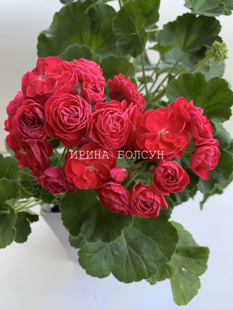 Пеларгония Пако Розита