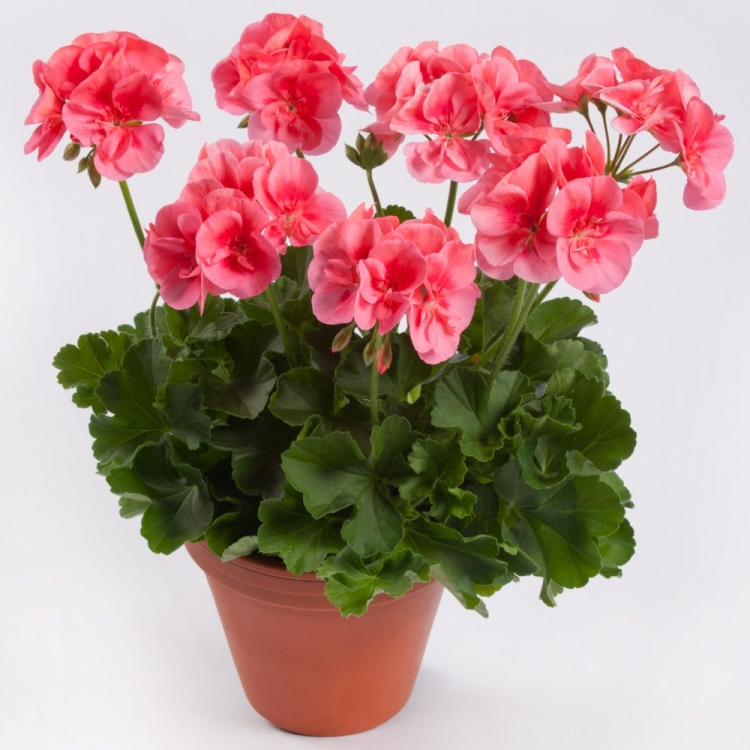 Пеларгония межвидовая twoinone Peach