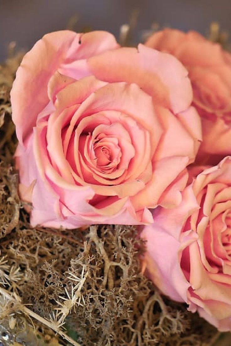 Розовый палитра сочетание