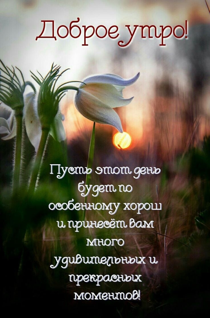 Весенние цветы в лучах солнца