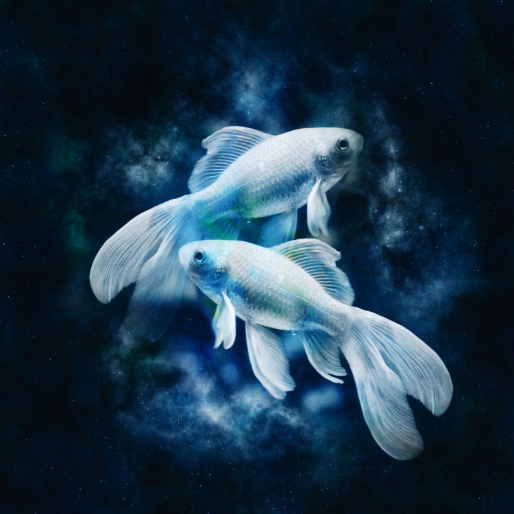 Красивый Зодиак рыбы