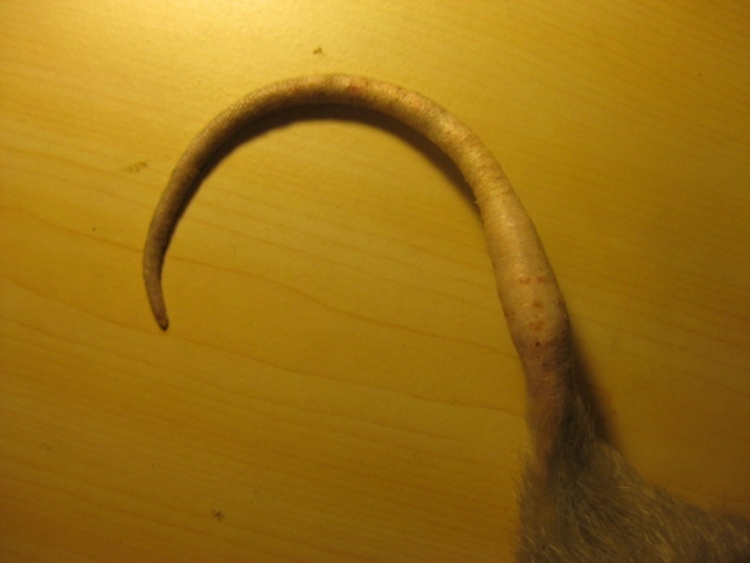 Кольцевидный хвост