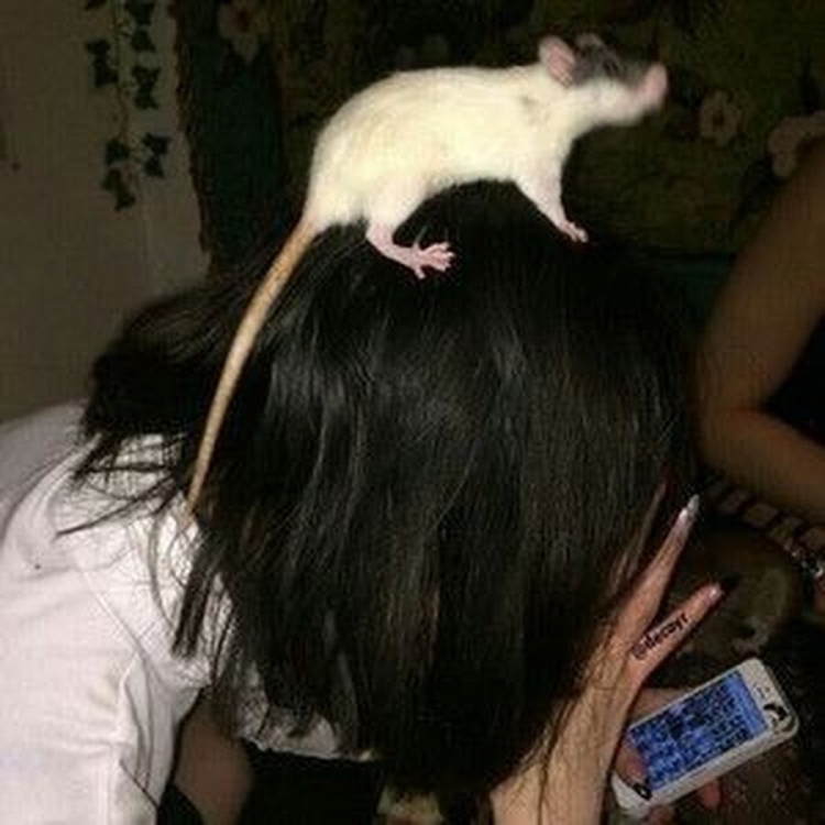 Крысы домашние девочки