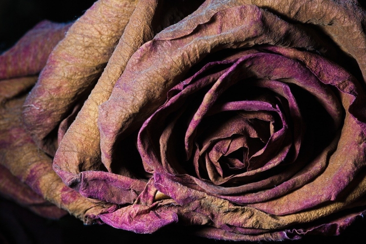 Увядшая роза ЗЕД