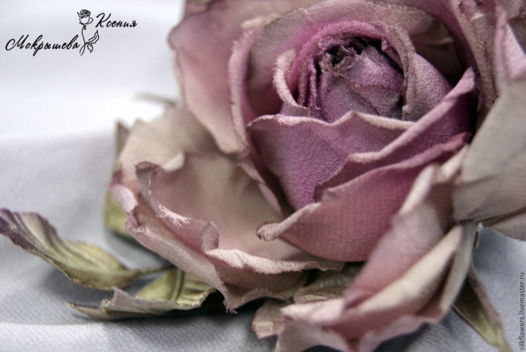 Пыльно пудровые розы сорта