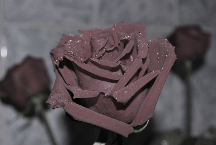 Пепельная роза цвет