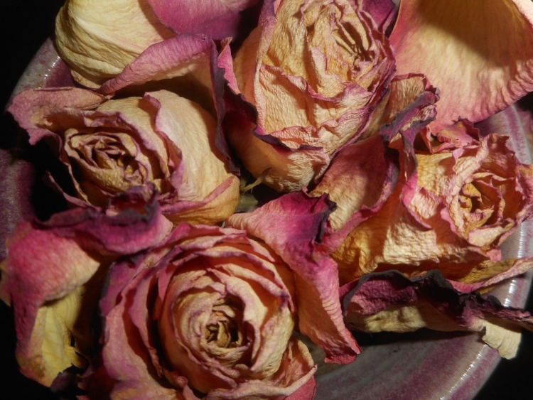 Цвет увядшей розы