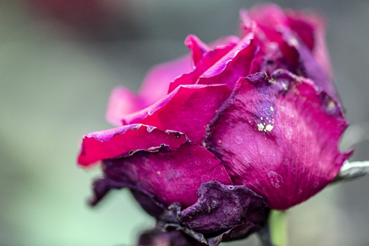 Цвет увядшей розы