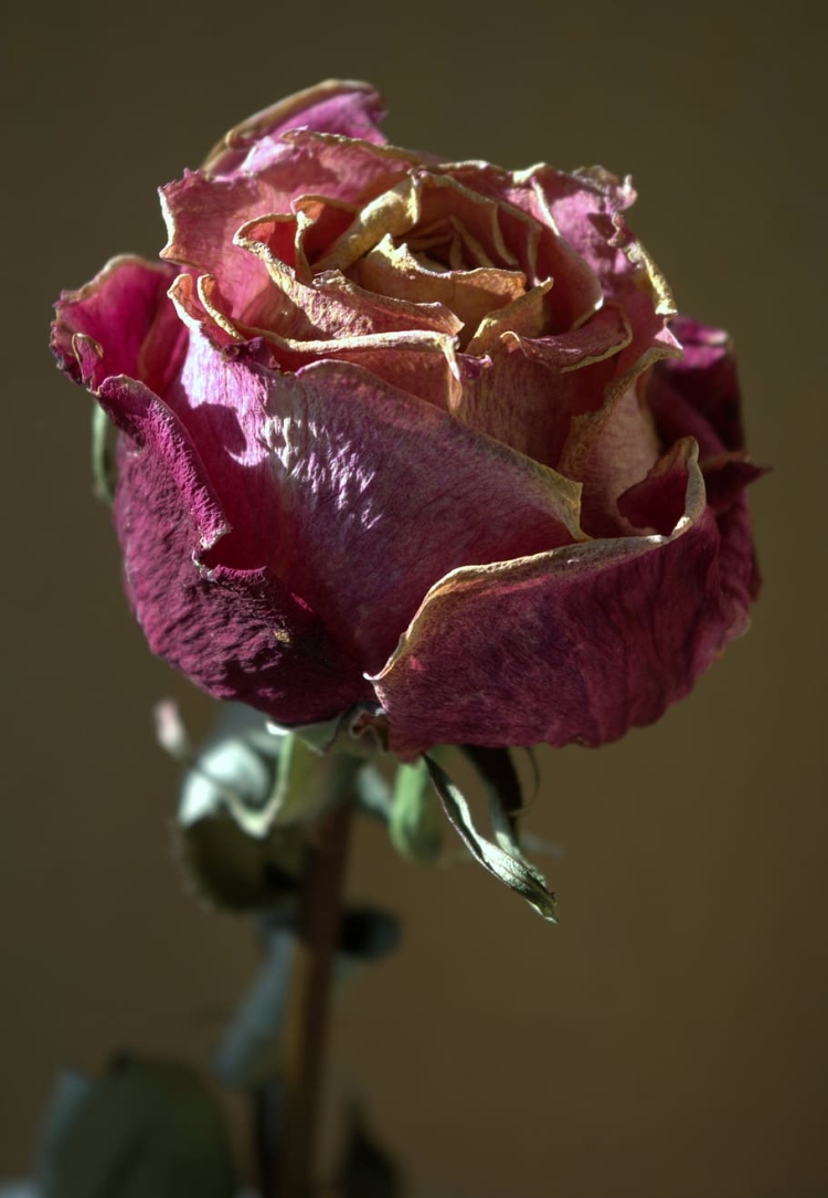 Цвет увядшей розы