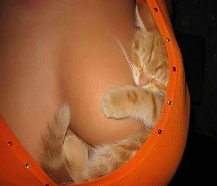 Кошка с женской грудью