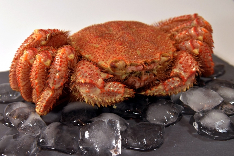 Камчатский краб волосатик