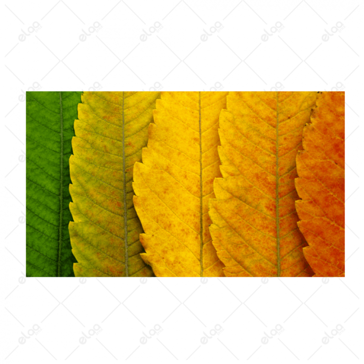 Палитра оранжевый зеленый