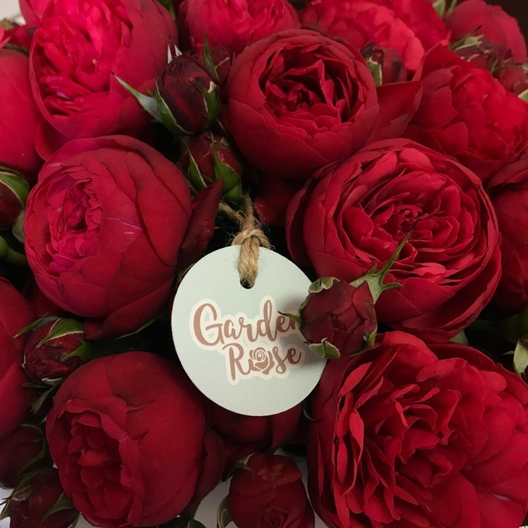 Роза марун пионовидная