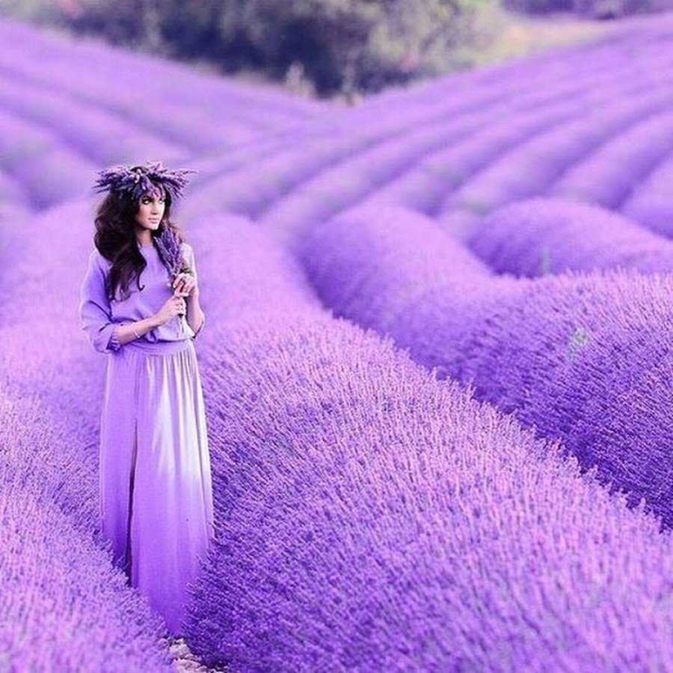 Лавандовый цвет