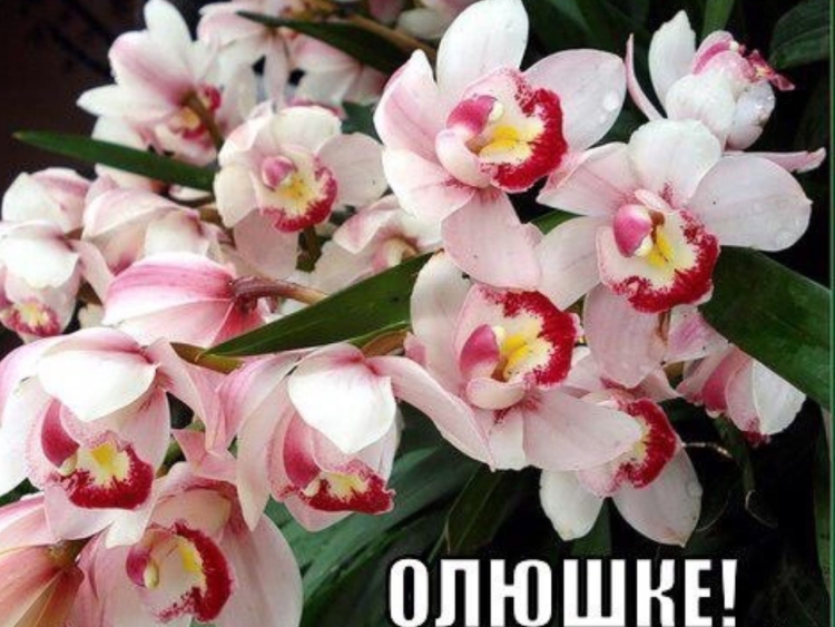 Открытки с орхидеями