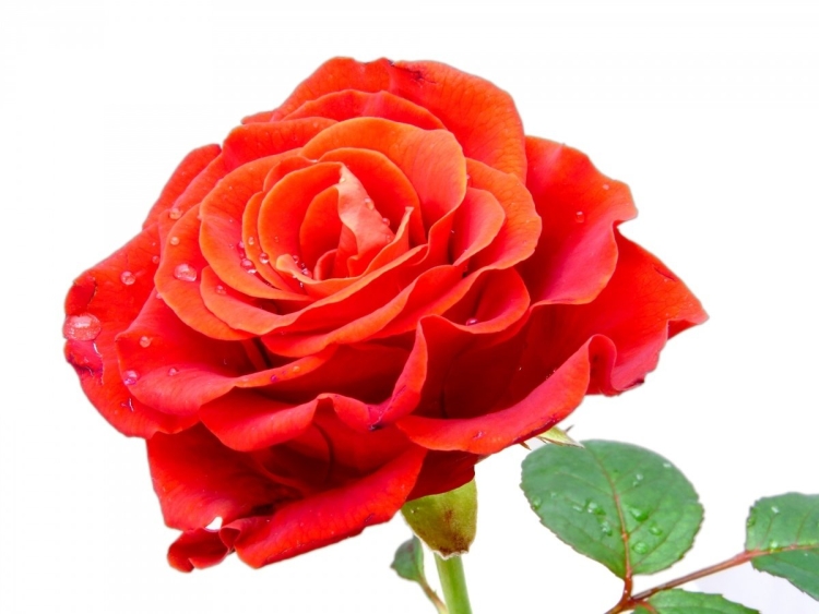 Цветы для Зинаиды