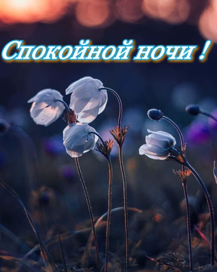 Спокойной ночи вечнние
