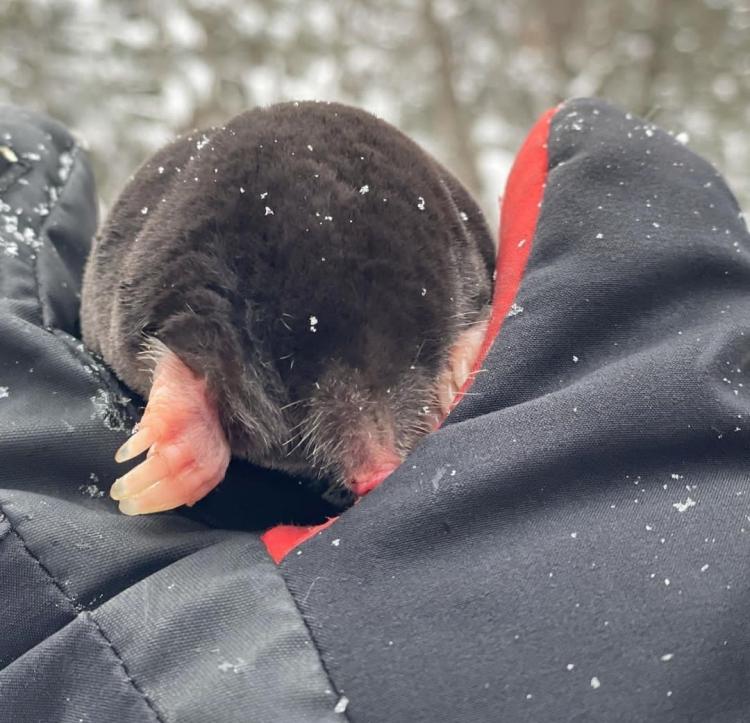 Бездомный Крот inscription