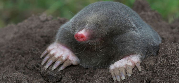 Смешной Крот