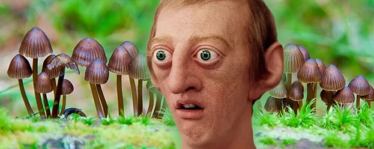 Грибы из ЛЕНОБЛАСТЬ галлюциноген