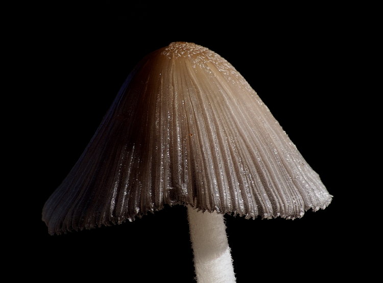 Платье из грибов