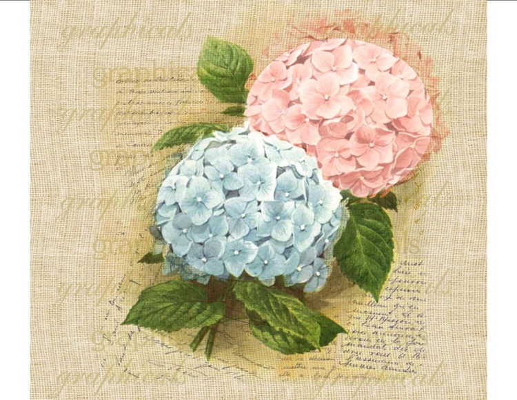 Гортензия Прованс