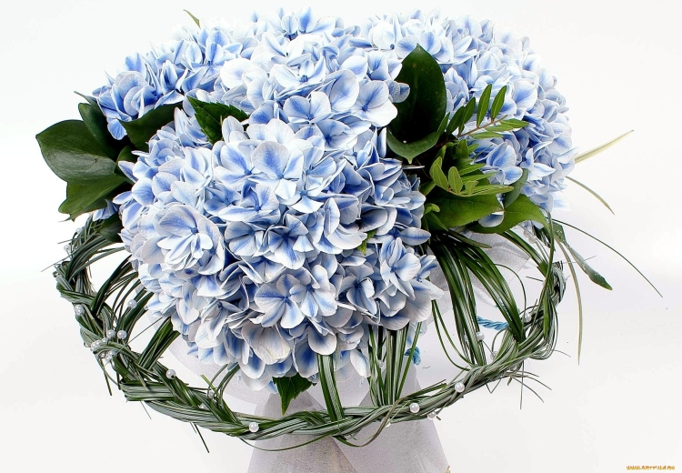 Букет гортензий «Хилари»