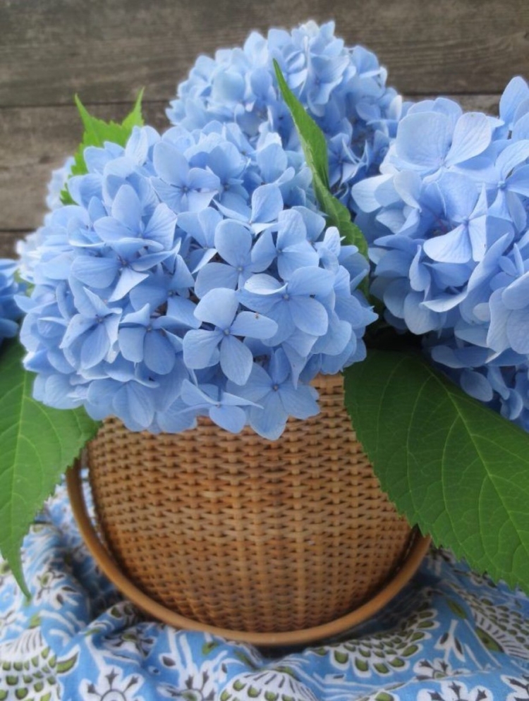 Гортензия нежно голубая
