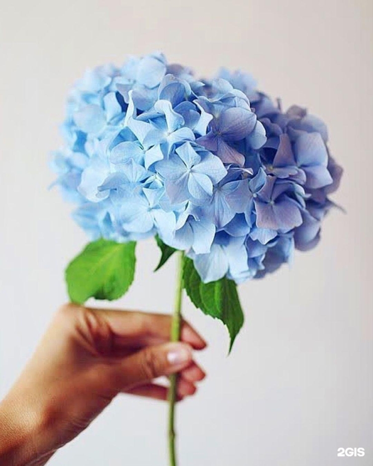 Воздушные гортензии