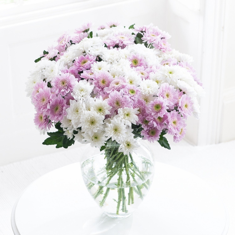 Хризантема Серенити Свит